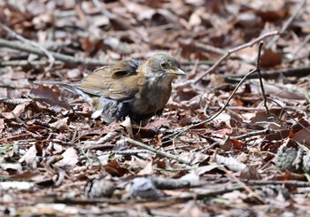 シロハラ 西湖野鳥の森公園 2024年3月2日(土)