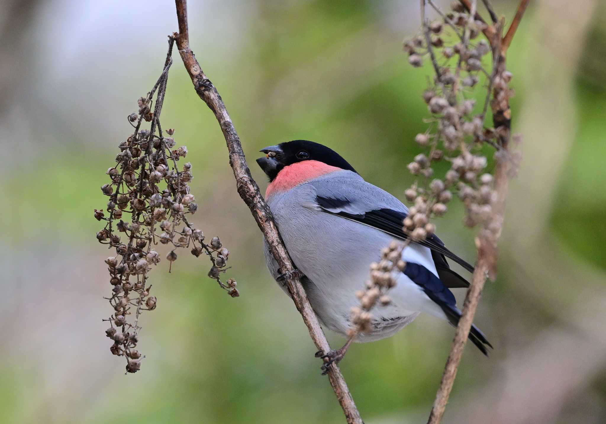 Eurasian Bullfinch