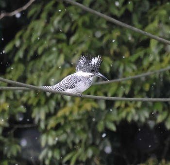 Crested Kingfisher 福岡県内 Sat, 3/2/2024