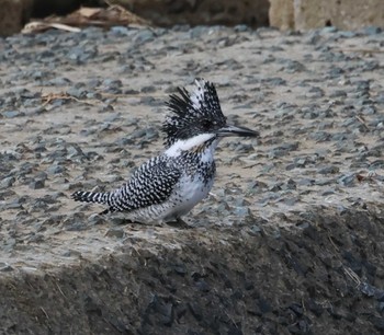 Crested Kingfisher 福岡県内 Sat, 3/2/2024
