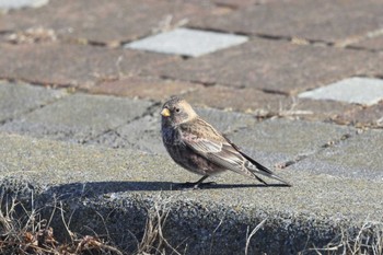 Asian Rosy Finch Kiritappu Promontory Sun, 2/25/2024