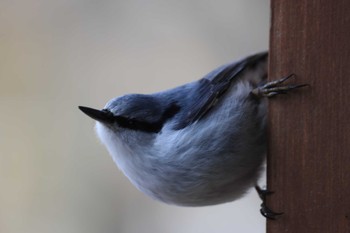 Eurasian Nuthatch(asiatica) 根室市市民の森 Sun, 2/25/2024