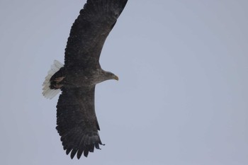 White-tailed Eagle 風連湖 Mon, 2/26/2024