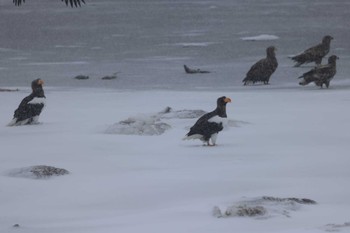 Steller's Sea Eagle 風連湖 Mon, 2/26/2024