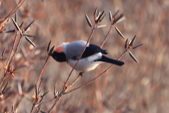 Eurasian Bullfinch 根室市民の森 Sun, 2/25/2024