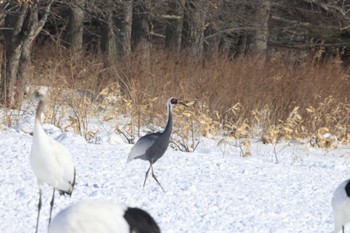 White-naped Crane 伊藤サンクチュアリ Wed, 2/28/2024