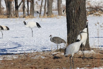 Sandhill Crane Tsurumidai Wed, 2/28/2024