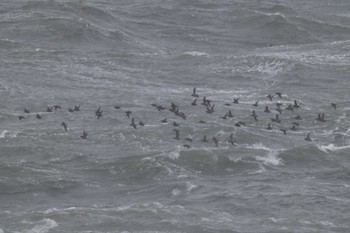 Crested Auklet 納沙布岬 Wed, 2/28/2024