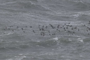 Crested Auklet 納沙布岬 Wed, 2/28/2024