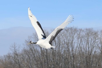 タンチョウ 鶴見台 2024年2月28日(水)