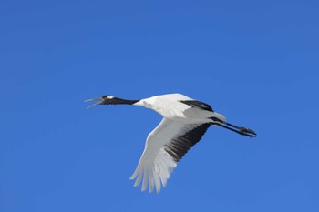 タンチョウ 鶴見台 2024年2月28日(水)