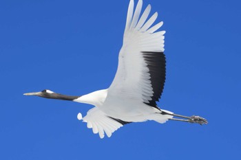 Red-crowned Crane Tsurumidai Wed, 2/28/2024