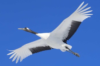 Red-crowned Crane Tsurumidai Wed, 2/28/2024