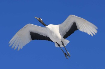 Red-crowned Crane Tsurumidai Wed, 2/28/2024