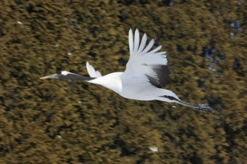 タンチョウ 鶴見台 2024年2月28日(水)