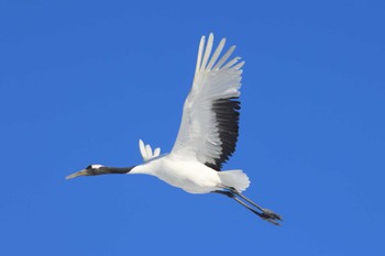 タンチョウ 鶴見台 2024年2月28日(水)