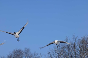 タンチョウ 鶴見台 2024年2月28日(水)