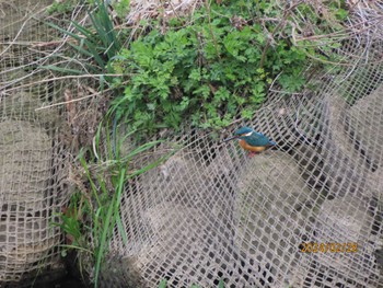 Common Kingfisher 境川 Mon, 2/26/2024