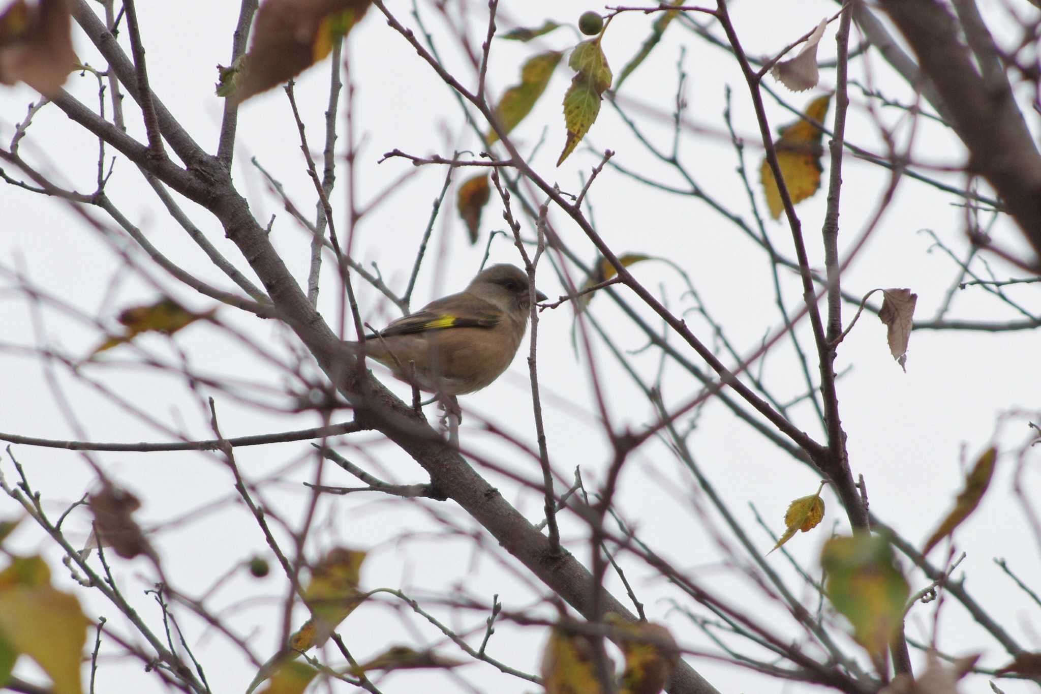 Grey-capped Greenfinch