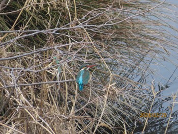 カワセミ 境川（神奈川県） 2024年2月29日(木)