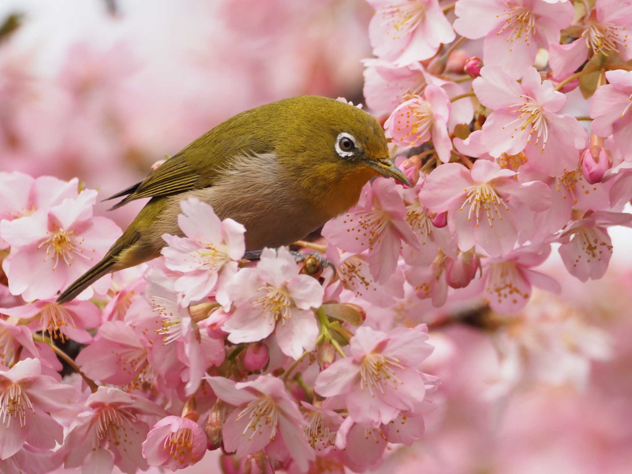 Photo of Warbling White-eye at Kasai Rinkai Park by Masa