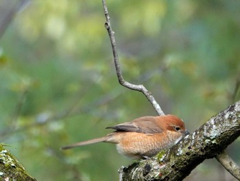 Bull-headed Shrike 稲佐山公園 Fri, 3/1/2024