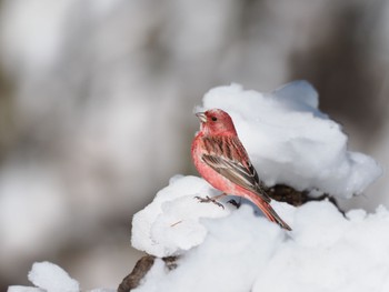 Pallas's Rosefinch Saitama Prefecture Forest Park Sat, 3/2/2024