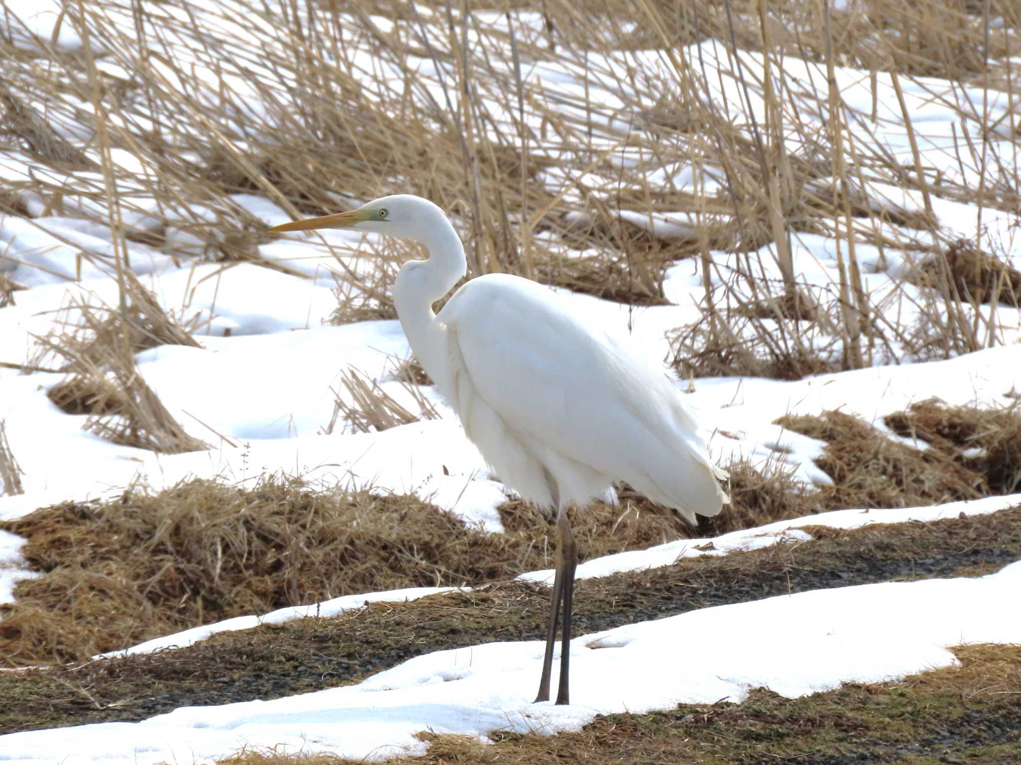 Great Egret