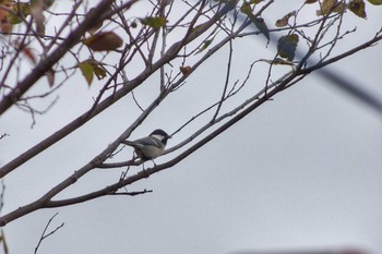 2018年12月2日(日) 東京都板橋区の野鳥観察記録