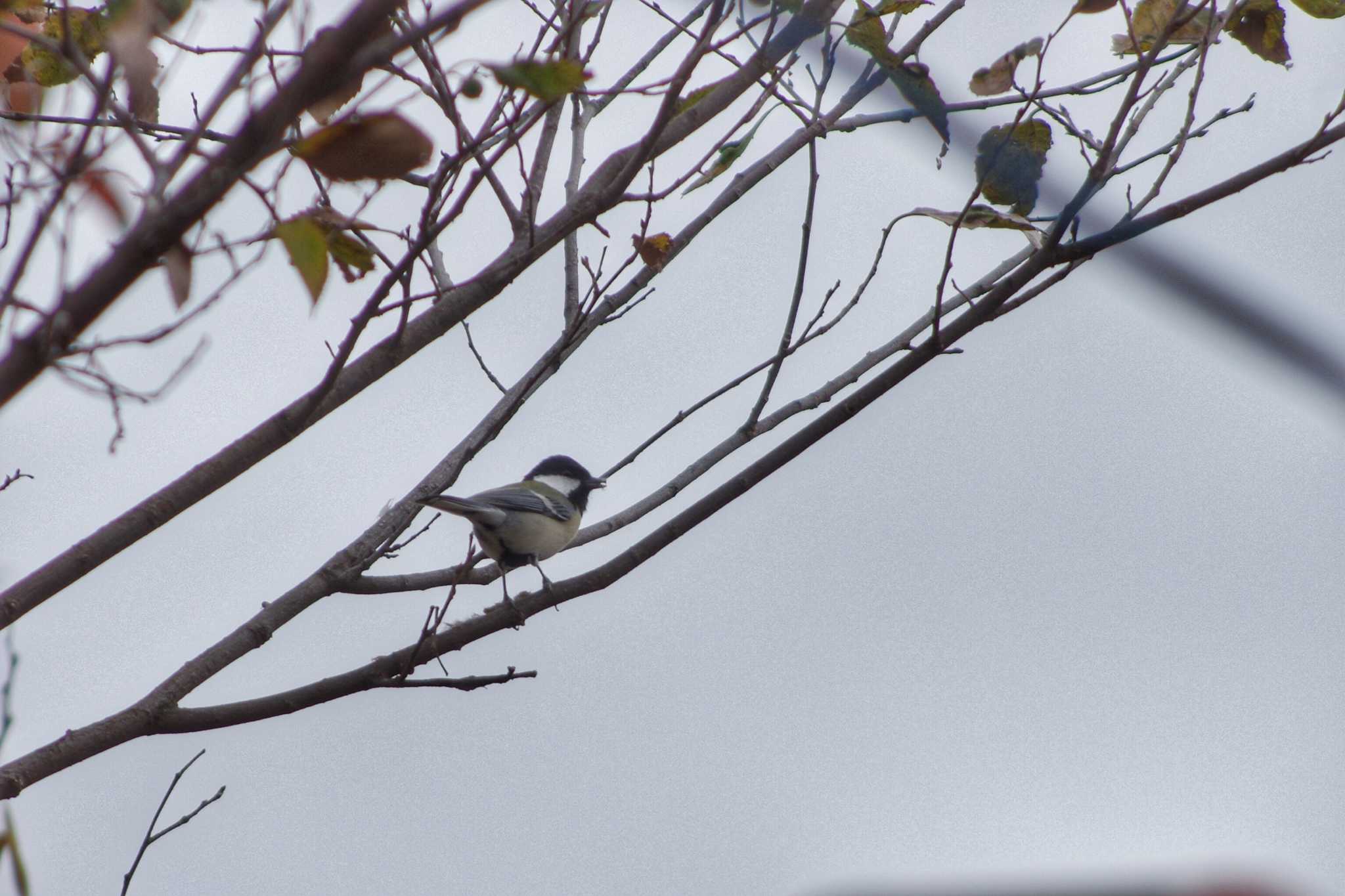 Japanese Tit