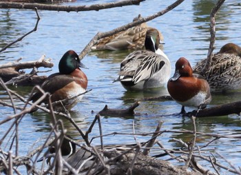 Baer's Pochard 勅使池(豊明市) Sat, 3/2/2024