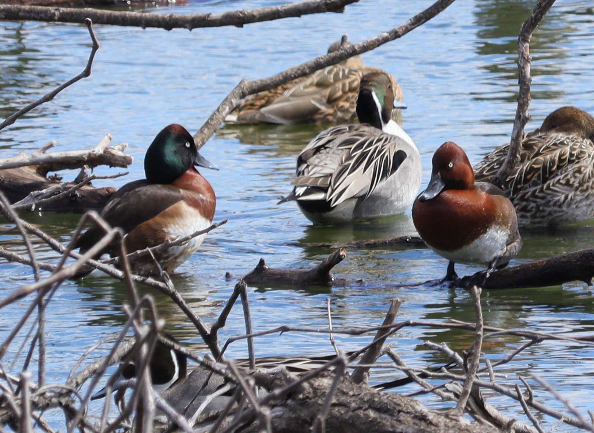 Baer's Pochard