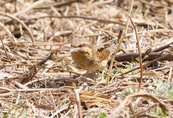 Sat, 3/2/2024 Birding report at 勅使池(豊明市)