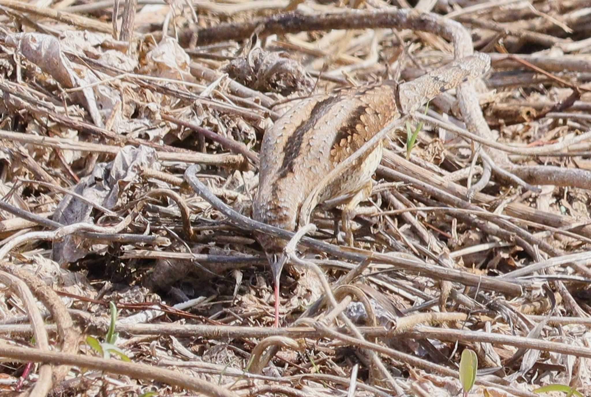 Eurasian Wryneck