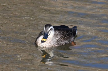 Eastern Spot-billed Duck まつぶし緑の丘公園 Mon, 1/1/2024