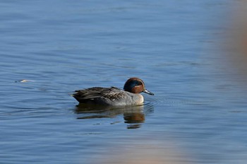 Eurasian Teal まつぶし緑の丘公園 Mon, 1/1/2024