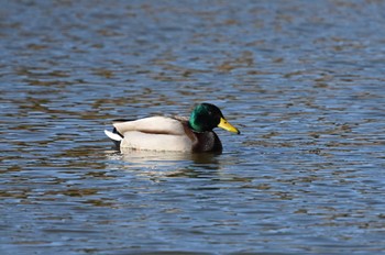 マガモ まつぶし緑の丘公園 2024年1月1日(月)