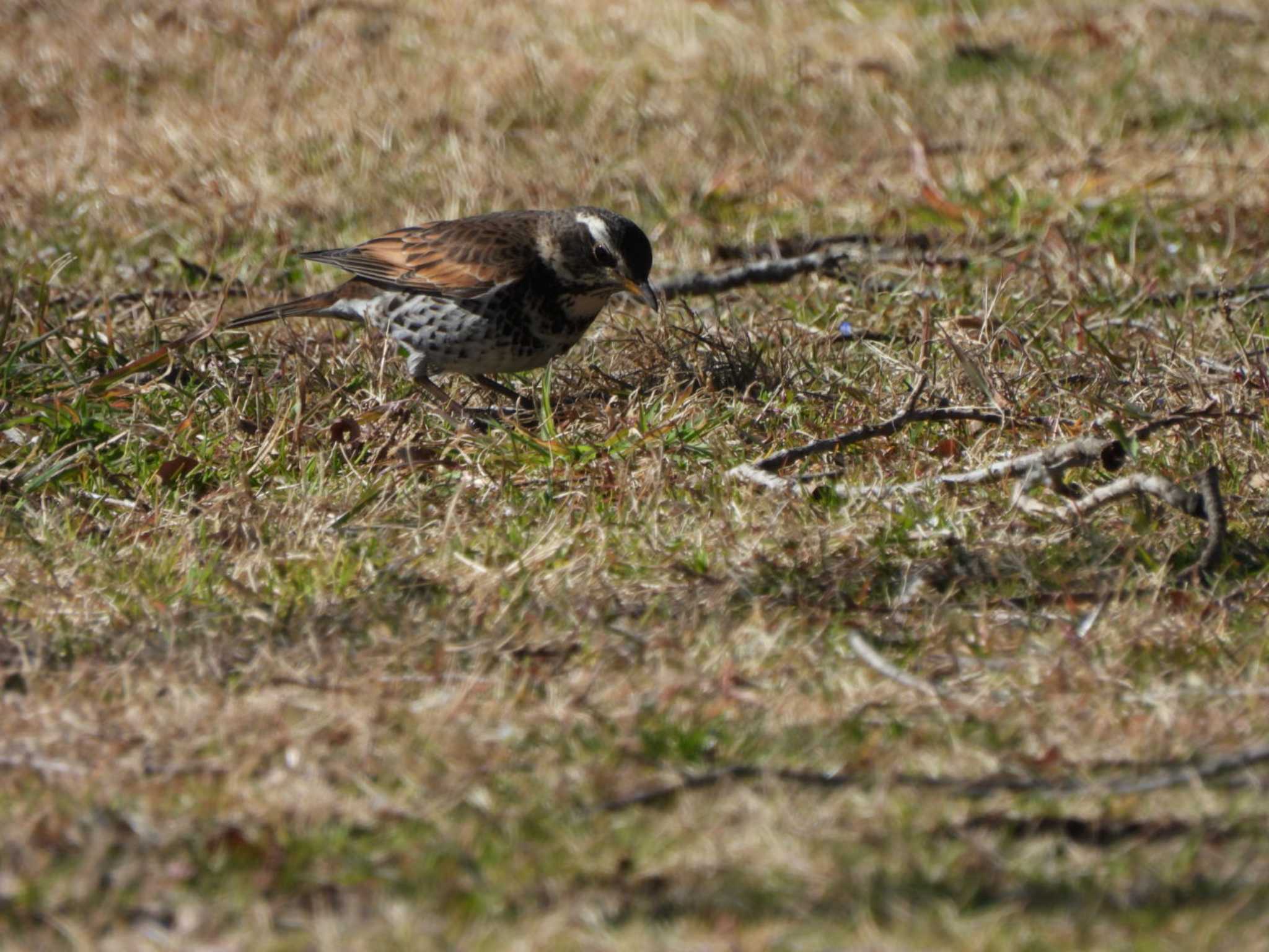 Photo of Dusky Thrush at Watarase Yusuichi (Wetland) by ミサゴ好き🐦