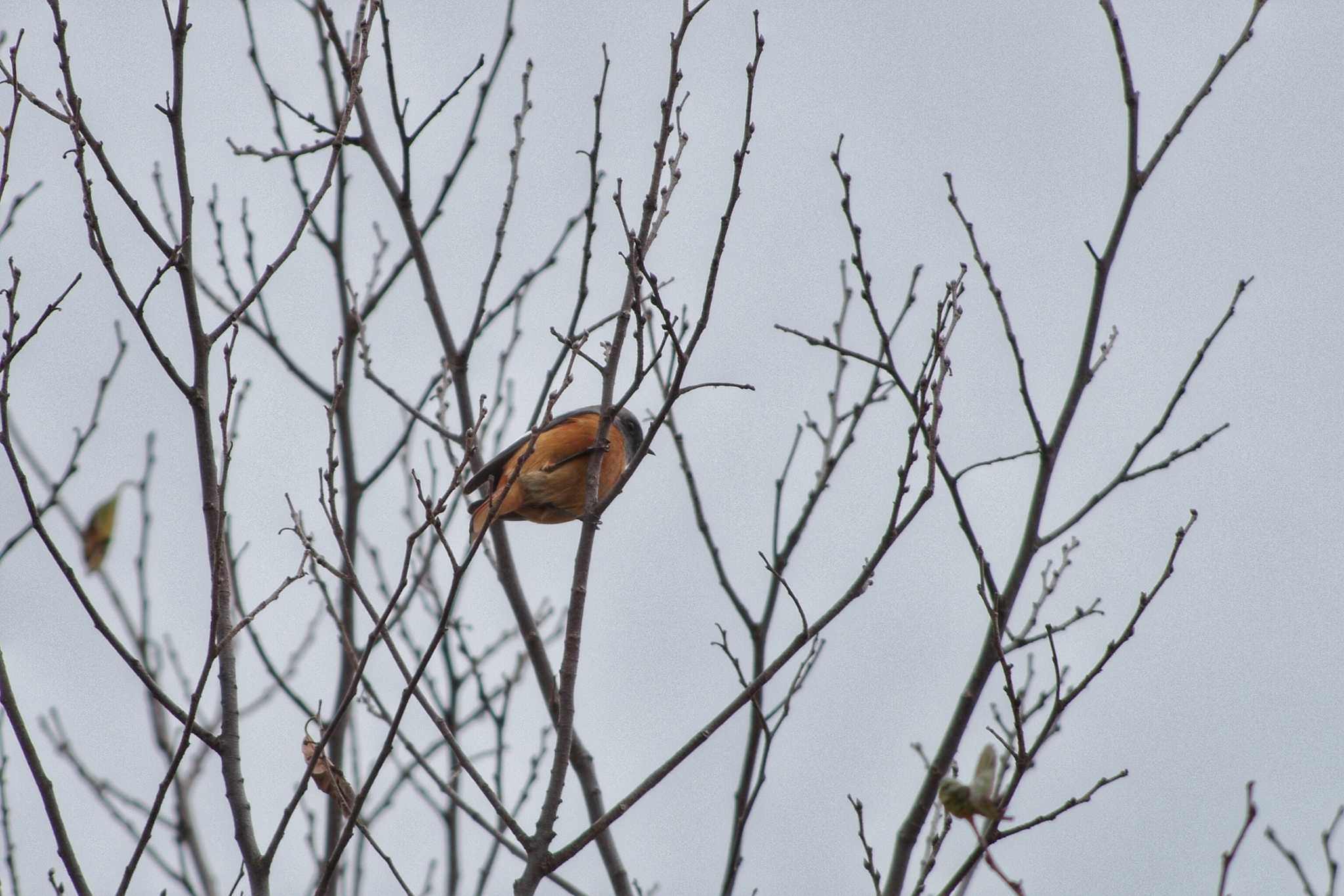 Daurian Redstart