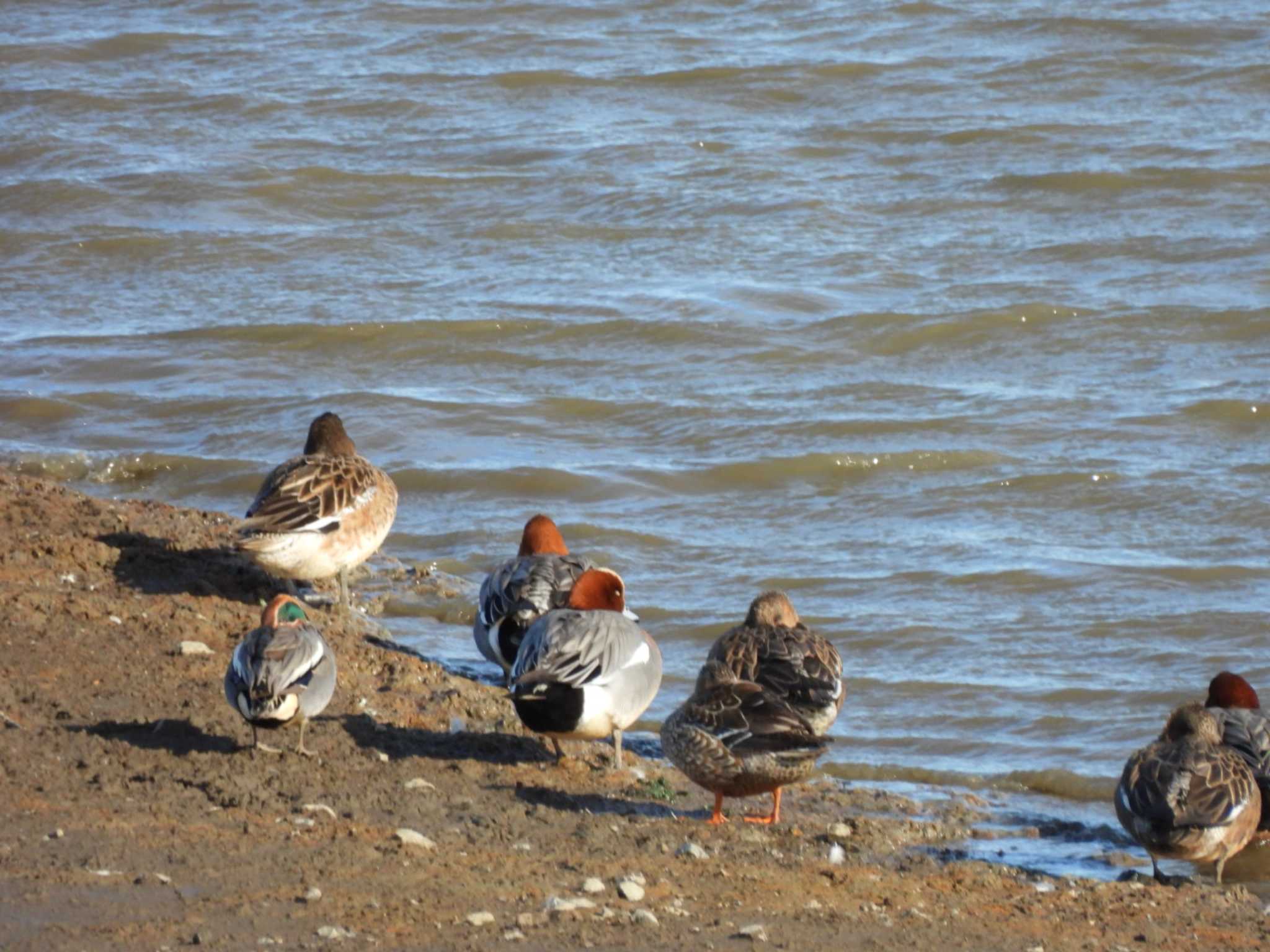 Photo of Eurasian Wigeon at Watarase Yusuichi (Wetland) by ミサゴ好き🐦