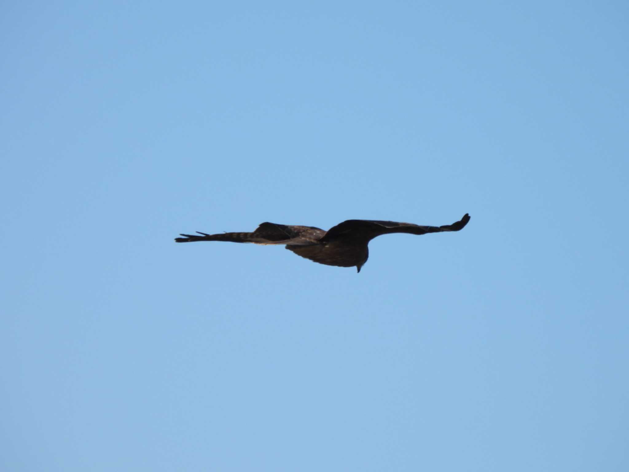 Black Kite