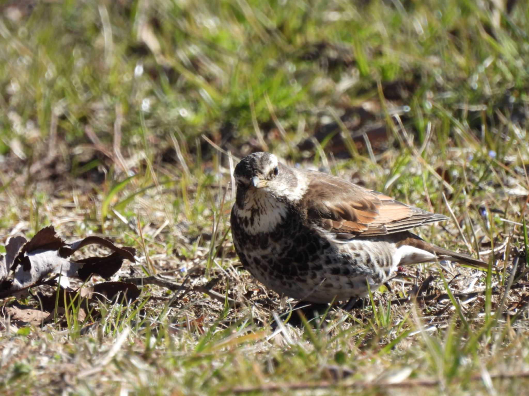 Photo of Dusky Thrush at Watarase Yusuichi (Wetland) by ミサゴ好き🐦