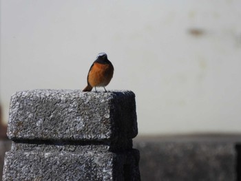 2024年3月2日(土) 渡良瀬遊水地の野鳥観察記録