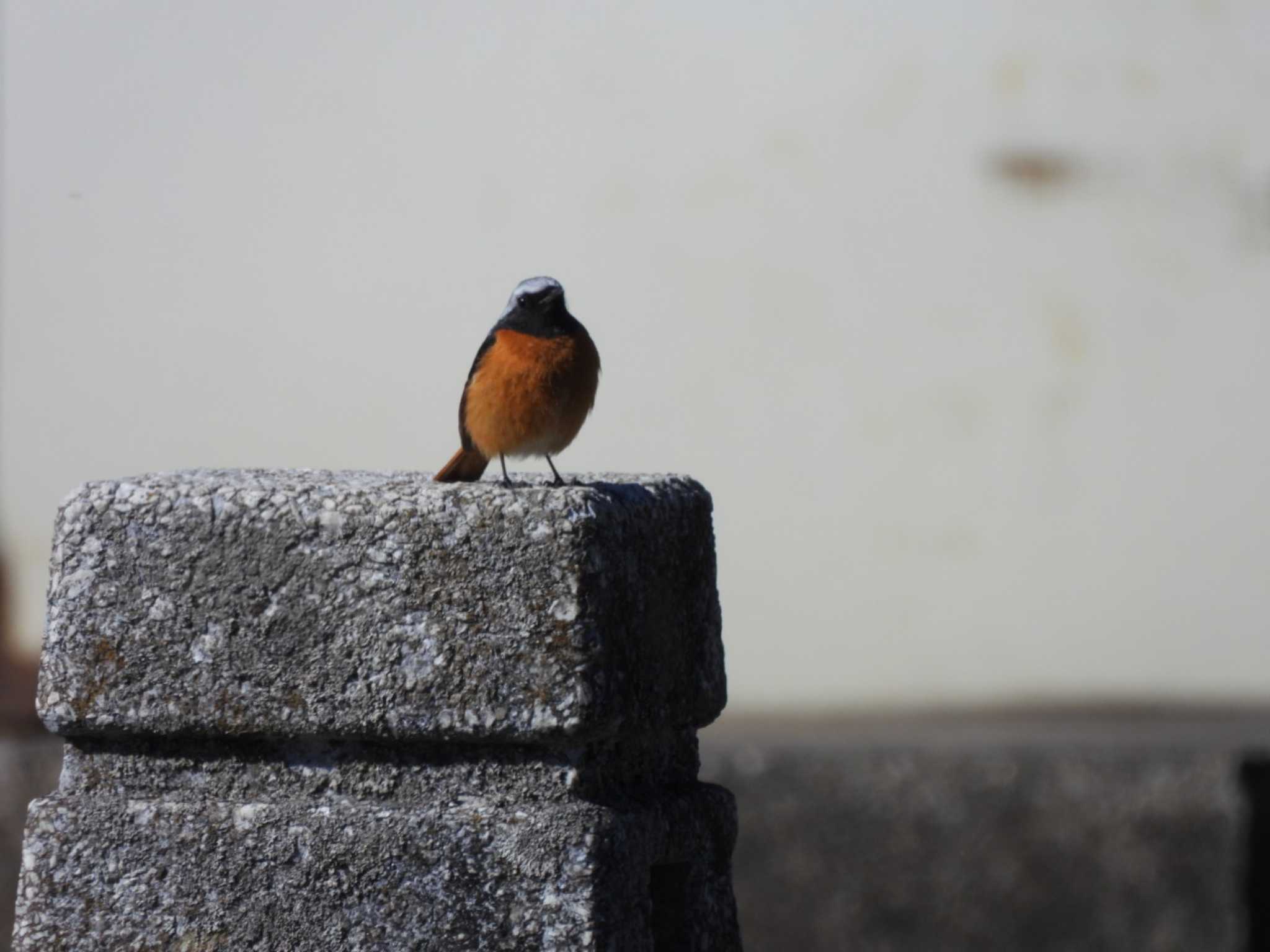 Photo of Daurian Redstart at Watarase Yusuichi (Wetland) by ミサゴ好き🐦