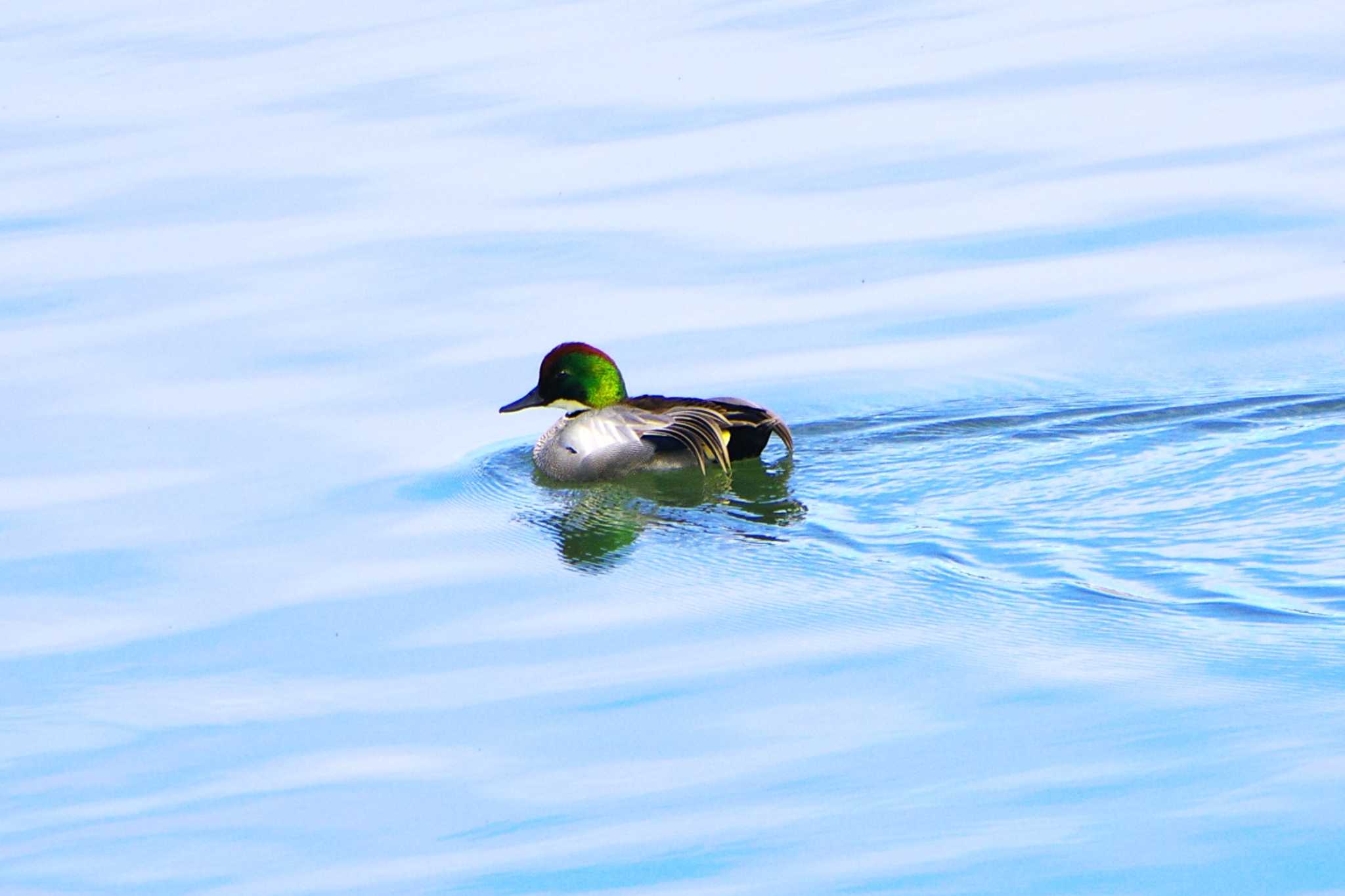 Photo of Falcated Duck at 相模川 by BW11558