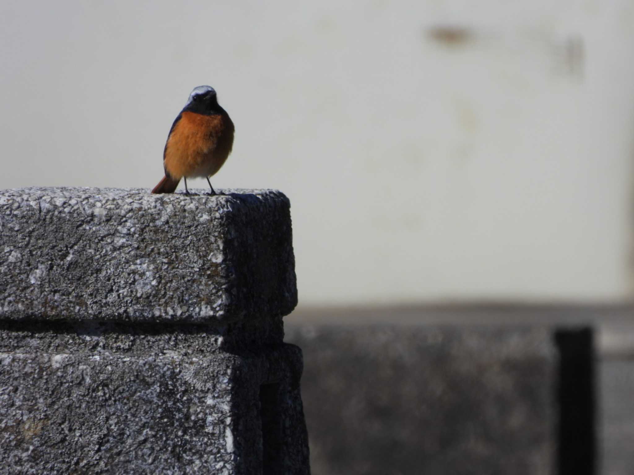 Photo of Daurian Redstart at Watarase Yusuichi (Wetland) by ミサゴ好き🐦