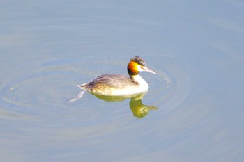 カンムリカイツブリ 相模川 2024年3月1日(金)