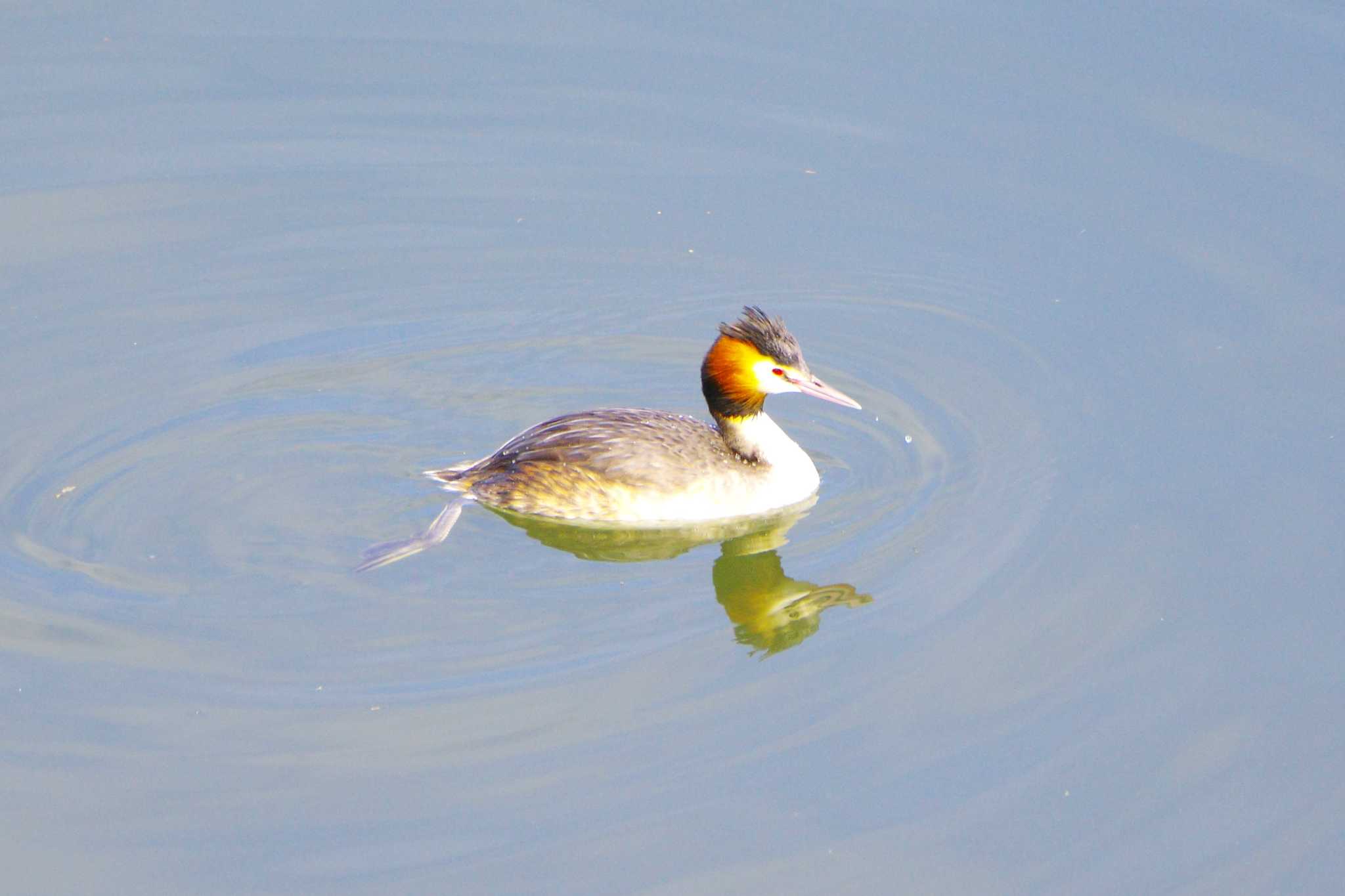 Photo of Great Crested Grebe at 相模川 by BW11558