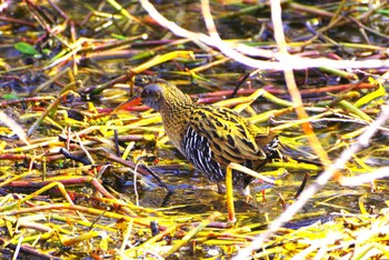 2024年3月1日(金) 相模川の野鳥観察記録