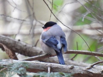 Eurasian Bullfinch 三河湖園地周辺 Sat, 3/2/2024